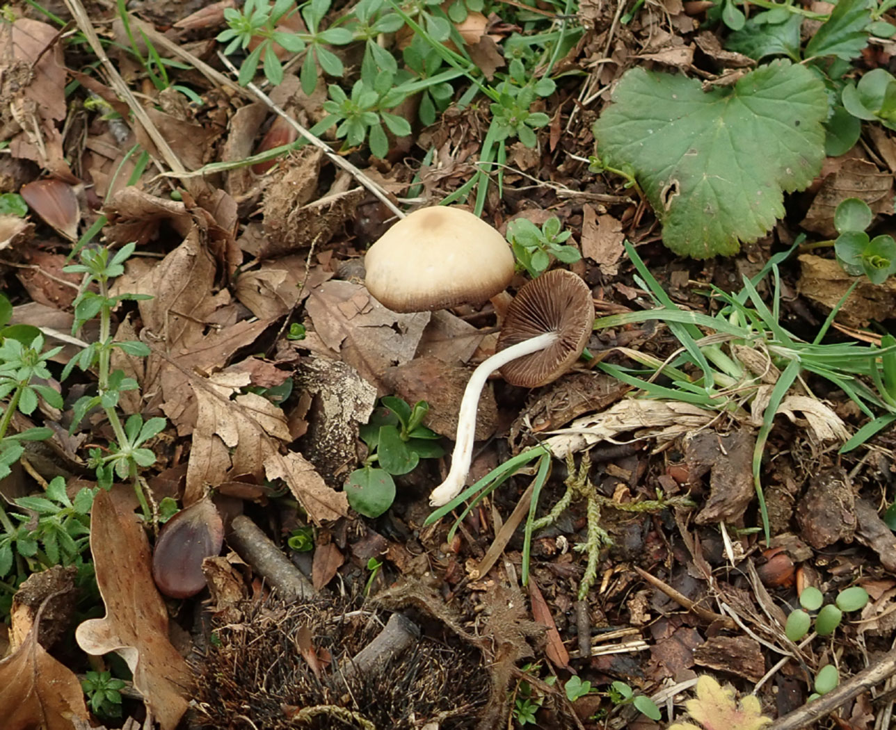 Photo © Penny Cullington Psathyrella spadiceogrisea by Penny Cullington